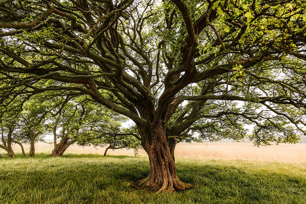 arbol-con-un-enorme-tronco-de-arbol-en-un-campo
