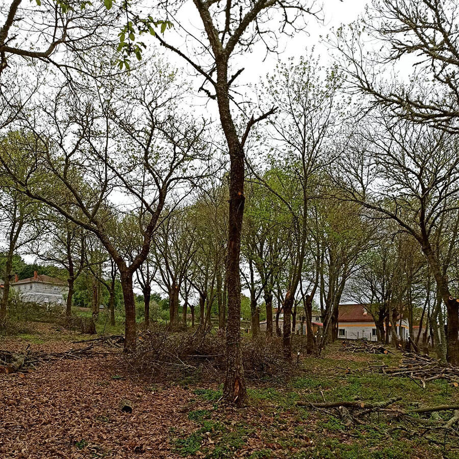 arboles viveiro ribeirao