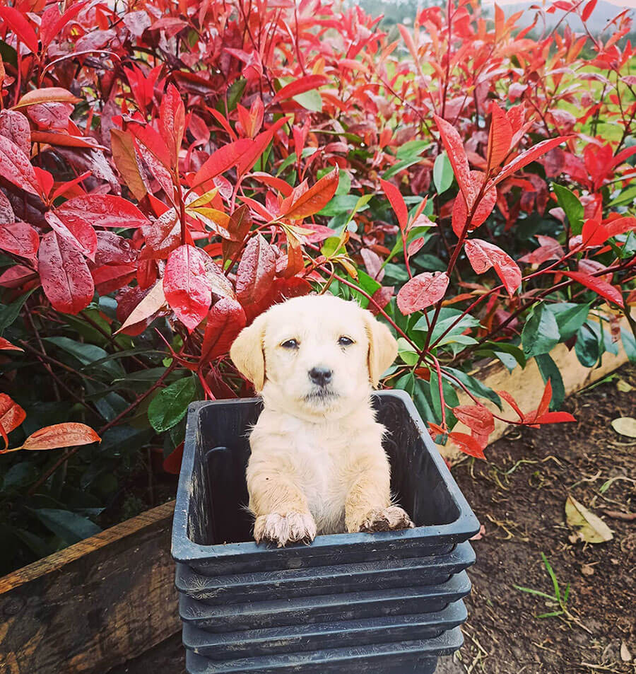 perrito viveiro ribeirao