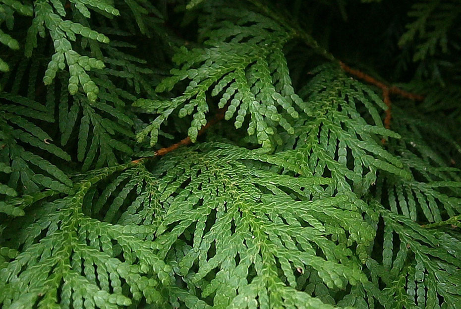 thuja